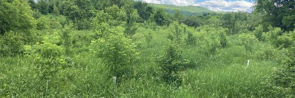 A reforestation site in Williston, Vermont. Photo courtesy of Annalise Carington, USFWS & The Intervale Center. Wetland reforestation site in summer